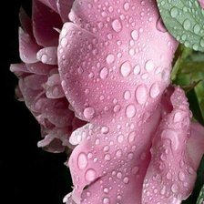 Cross stitch pattern: #2516067