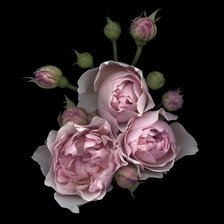 Cross stitch pattern: #2516069