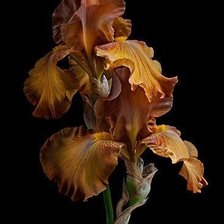 Cross stitch pattern: #2516075