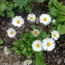 Cross stitch pattern: #2521038