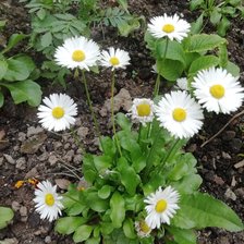 Cross stitch pattern: #2521041