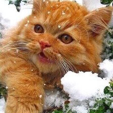 Cross stitch pattern: #2521163