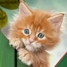 Cross stitch pattern: #2521170