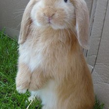 Cross stitch pattern: #2521182