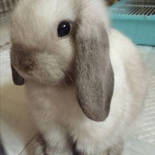 Cross stitch pattern: #2521184