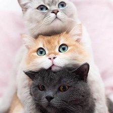 Cross stitch pattern: #2521187