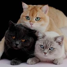 Cross stitch pattern: #2521188