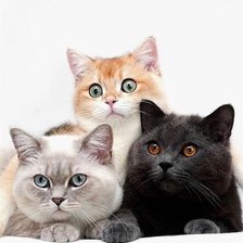 Cross stitch pattern: #2521189