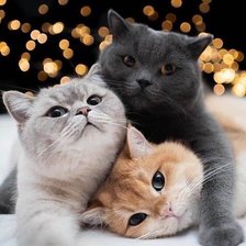 Cross stitch pattern: #2521192