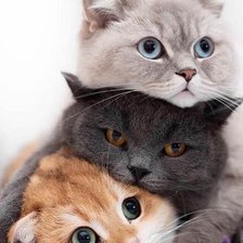 Cross stitch pattern: #2521194