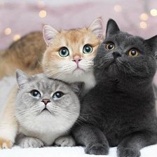 Cross stitch pattern: #2521195