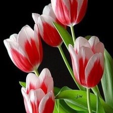 Cross stitch pattern: #2521468