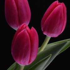 Cross stitch pattern: #2521470