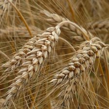 Cross stitch pattern: #2521499