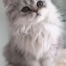 Cross stitch pattern: #2521506