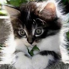 Cross stitch pattern: #2521507