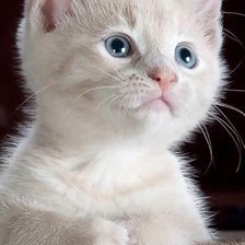 Cross stitch pattern: #2521508