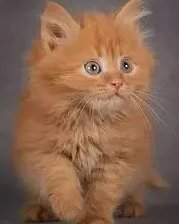 Cross stitch pattern: #2521522