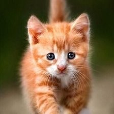 Cross stitch pattern: #2521526