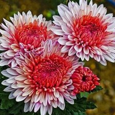 Cross stitch pattern: #2521533