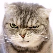 Cross stitch pattern: #2521544