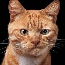 Cross stitch pattern: #2521547