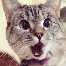 Cross stitch pattern: #2521548