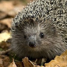 Cross stitch pattern: #2521549