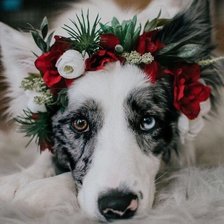 Cross stitch pattern: #2521583