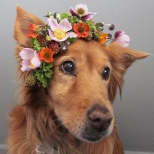 Cross stitch pattern: #2521769