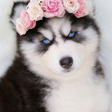 Cross stitch pattern: #2521770