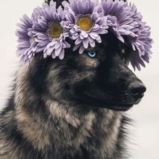 Cross stitch pattern: #2521773