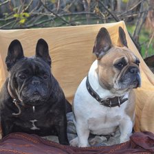 Cross stitch pattern: #2521785