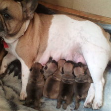 Cross stitch pattern: #2521786