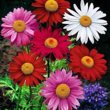 Cross stitch pattern: #2528902