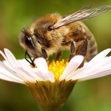 Cross stitch pattern: #2538442