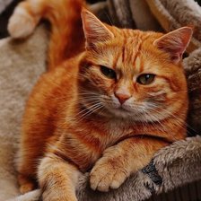 Cross stitch pattern: #2541359