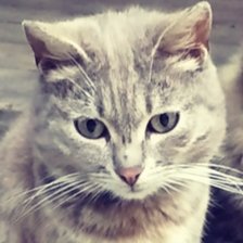 Cross stitch pattern: #2546027