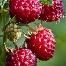 Cross stitch pattern: #2547603