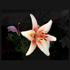 Cross stitch pattern: #2552255