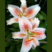 Cross stitch pattern: #2552276