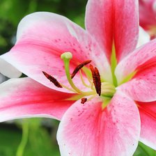 Cross stitch pattern: #2552286