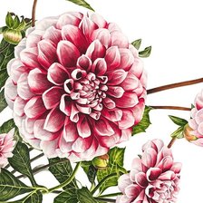 Cross stitch pattern: #2553611