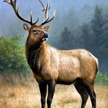 Cross stitch pattern: #2564463