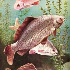 Cross stitch pattern: #2566739