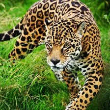 Cross stitch pattern: #2581009