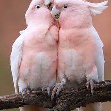 Cross stitch pattern: #2591968