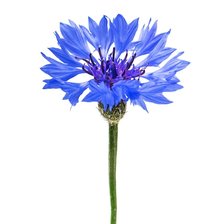 Cross stitch pattern: #2592944