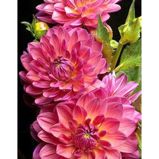 Cross stitch pattern: #2593233