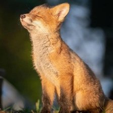 Cross stitch pattern: #2593630